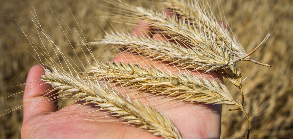 Закупівля жита